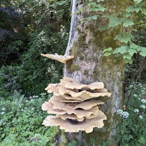 20260625_103314_Thu_25_Jun_2026_UnitedKingdom_England_NorthEast_CountyDurham_Polyporussquamosus_HamsterleyForest_Dryad'ssaddle_MiddleRedford_SouthBedburn_ForestDrive_2.jpg