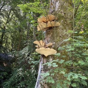 20260625_103317_Thu_25_Jun_2026_UnitedKingdom_England_NorthEast_CountyDurham_Polyporussquamosus_HamsterleyForest_Dryad'ssaddle_MiddleRedford_SouthBedburn_ForestDrive_3.jpg