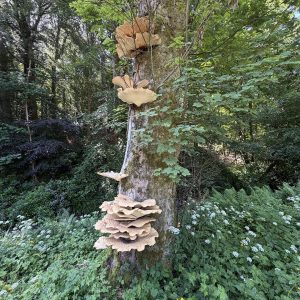 20260625_103325_Thu_25_Jun_2026_UnitedKingdom_England_NorthEast_CountyDurham_Polyporussquamosus_HamsterleyForest_Dryad'ssaddle_MiddleRedford_SouthBedburn_ForestDrive.jpg