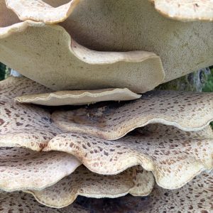 20260625_103344_Thu_25_Jun_2026_UnitedKingdom_England_NorthEast_CountyDurham_Polyporussquamosus_HamsterleyForest_Dryad'ssaddle_MiddleRedford_SouthBedburn_ForestDrive_4.jpg