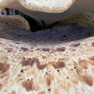 20260625_103355_Thu_25_Jun_2026_UnitedKingdom_England_NorthEast_CountyDurham_Polyporussquamosus_HamsterleyForest_Dryad'ssaddle_MiddleRedford_SouthBedburn_ForestDrive_5.jpg
