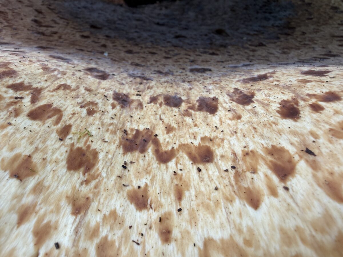 image from Dryad's saddle, Hamsterley Forest